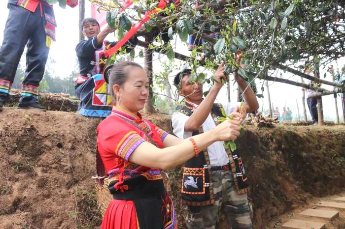 有关于镇沅：“千家寨爷号”普洱茶 “四爷”打笋山茶区开采的最新信息(3)