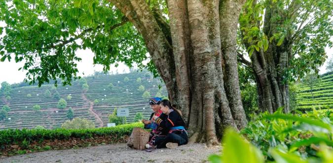 关于三月春光好采茶 宁洱20余万亩现代生态茶园进入采摘期的最新信息(8)