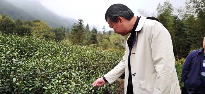 关于东莞茶协考察粤北茶区 振兴“粤茶”要唱响东莞声音的最新消息(12)