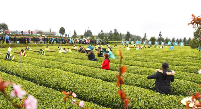 有关于贵州凤冈:茶乡儿女采新绿 十指尖尖展风采的新闻