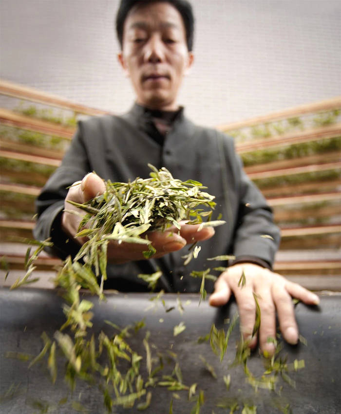 有关于杭州：解码“非遗”·西湖龙井茶采摘制作技艺的热门资讯(3)