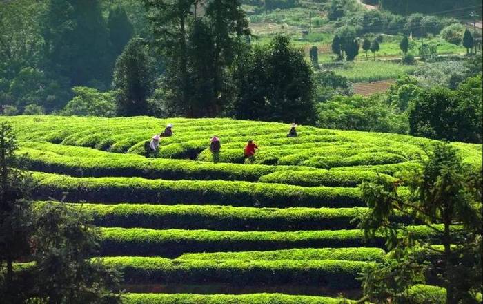 关于2021年4月6日“政和白茶号”列车冠名首发仪式在福州站候车厅举行的最新消息(3)