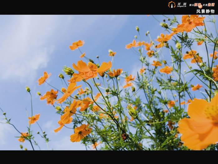 有关于茶叶产品最终结果都是比生态化(转）的热门消息