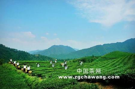关于黑茶为“媒” 红茶出“嫁”的热门消息
