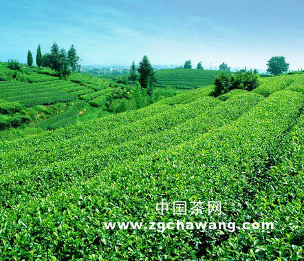 关于茶市已“入冬”的最新消息