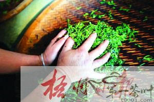 有关于寻访六堡茶传统工艺制作传承人韦洁群的信息(3)