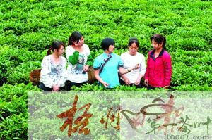 有关于寻访六堡茶传统工艺制作传承人韦洁群的信息(1)