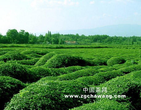 关于融水茶渐成为我国茶叶界的一颗新星的资讯