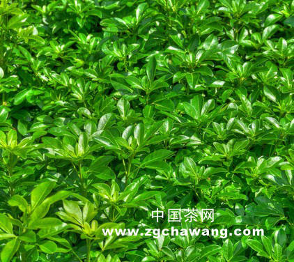 关于抹茶，掘出茶叶新市场的热门新闻