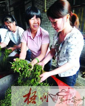 有关于寻访六堡茶传统工艺制作传承人韦洁群的信息(2)