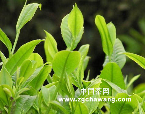 关于茶为什么成了中国符号的最新资讯
