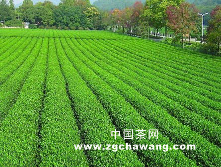 关于峨眉山茶叶成新盈利增长点的热门新闻