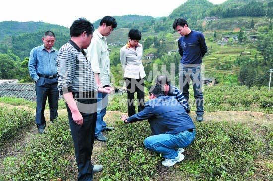 有关于安溪受冰雹灾害 受灾茶园春茶几乎绝收的热门资讯(1)