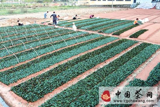 有关于福鼎白琳：培育茶苗忙 增收好渠道的热门信息