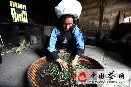 有关于坡柳娘娘茶彰显贞丰茶文化魅力的最新信息(2)