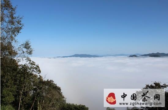 有关于和“南波娅”一起探秘曼松皇家贡茶园的信息(1)