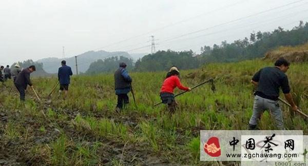 关于高县潆溪乡拉开建设万亩生态观光茶叶基地序幕的最新信息