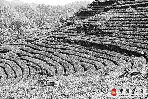 关于严把早春绿茶质量关的最新信息