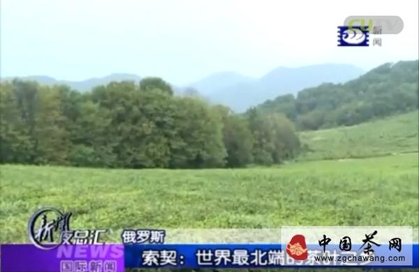 有关于从索契冬奥会看茶：俄罗斯与中国茶叶的关系的热门资讯