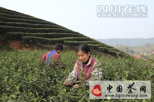 有关于泸州纳溪特早茶开采 采茶工走俏市场的热门新闻(1)