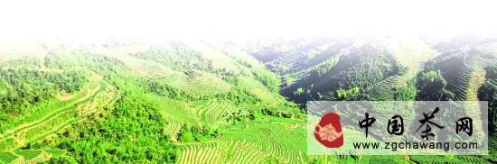 关于安溪明年将力推GAP认证 打造茶园“升级版”的新闻(5)