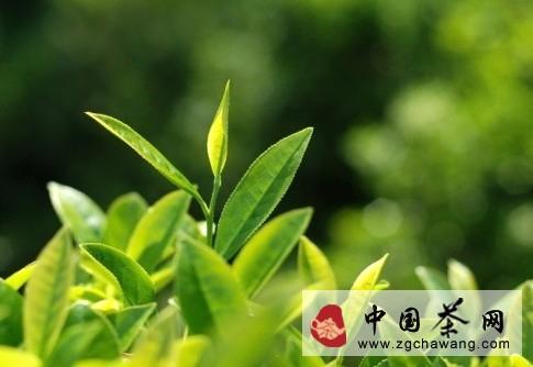 关于武夷山32家规模茶企缴纳税收达4460万元的热门消息