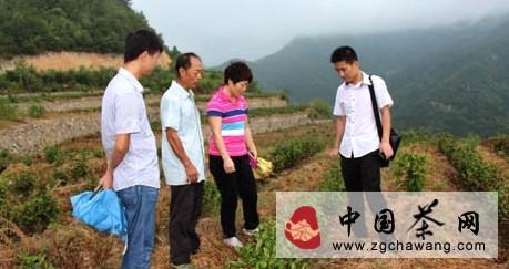 关于建德市茶叶站工作人员指导茶区恢复灾后生产的新闻