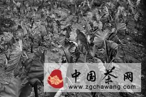 关于宁波部山区干旱显现 秋茶大幅减产的最新资讯(1)