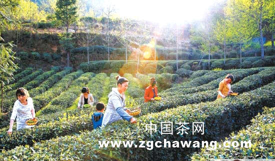 有关于甘肃康县阳坝地区茶叶开始采摘上市的热门资讯