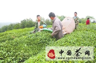 关于红安县茶叶机械化助农增收的热门信息