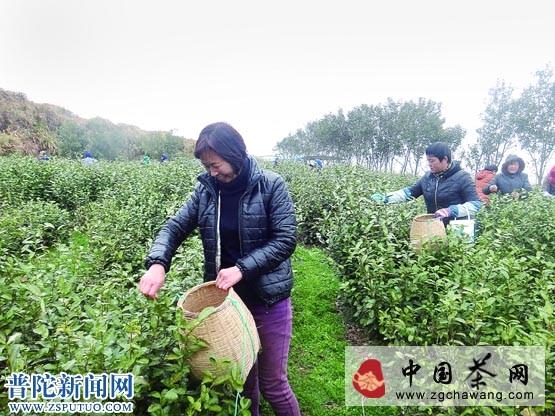 有关于舟山市普陀佛茶园特早茶“乌牛早”开摘的最新资讯