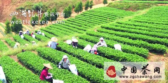 关于安溪铁观音秋茶采摘进入尾声，呈现产销两旺态势的资讯(2)