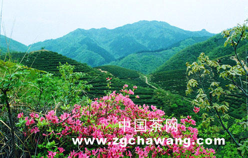 关于宁德市要实现由产茶大市向产茶强市转变的最新消息