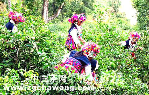 有关于勐海：气象部门加强旱情监测 助春茶生产的热门信息