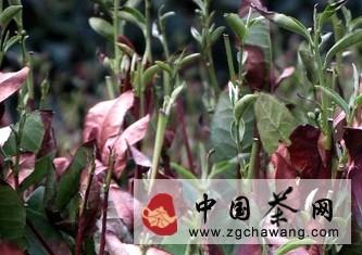 关于杭州梅家坞茶叶因高温干旱面临减产的热门新闻