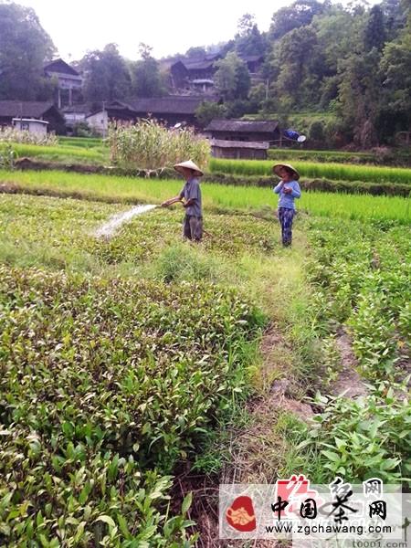 有关于保靖县茶叶办指导茶农抗旱救灾的热门新闻(1)
