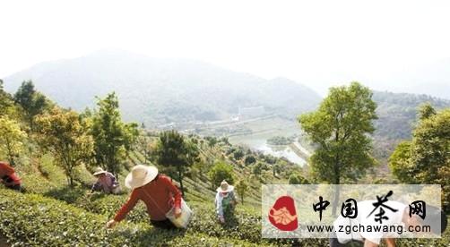 关于新兴县绿色生态“象窝茶”跻身中国名茶的热门消息