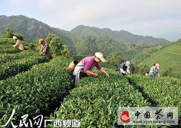 关于昭平县16万亩高山茶园进入晚秋茶采摘高峰期的资讯