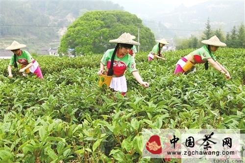关于广东仁化县扶持茶叶产业发展纪实的热门新闻(1)