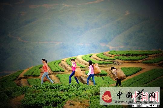 关于福建安溪再迎铁观音秋香四溢时节的最新消息(1)