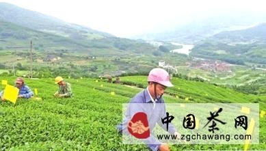 关于宁德蕉城区致力建设高优茶树品种生态茶园的最新资讯
