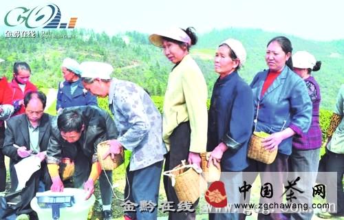 关于贵州茶叶转型：做老百姓喝得起的好茶的消息(1)