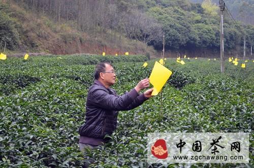 关于灵山县农技人员进茶园助力春茶增收的最新信息