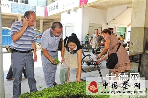 关于福鼎质量计量检测所开展秋茶青样品抽样检查的消息