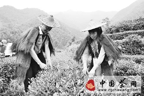 关于金华：做大做强红茶产业还需突破瓶颈的资讯