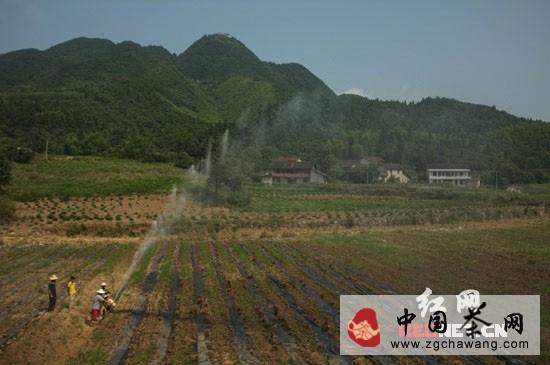 关于安化云台山黑茶基地遭重旱 政企合力保茶成绩显著的消息(1)