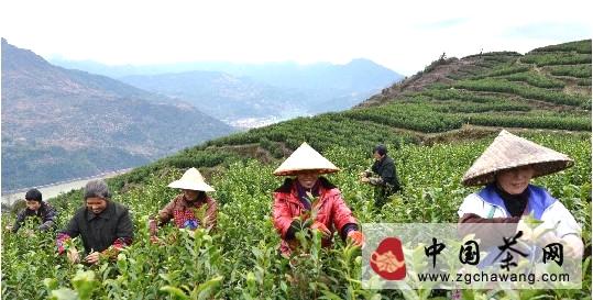 关于瑞安市清明早茶叶在地赖村正式开摘的热门消息
