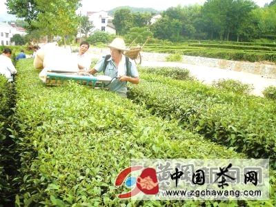 有关于英山县温泉镇茶叶专业村茶农机械采秋茶(图)的热门资讯