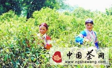 关于普洱茶秋茶进入采摘期的热门资讯