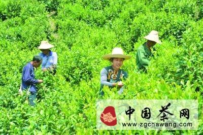有关于光明村 山清水秀茶飘香的最新消息(1)